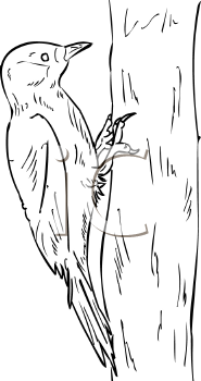 Bird Clipart