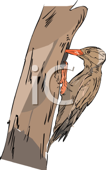 Bird Clipart