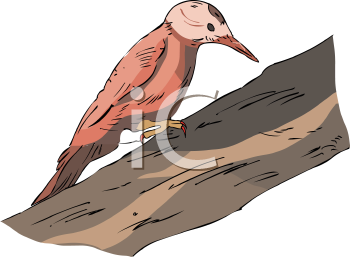 Bird Clipart