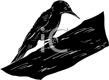 Bird Clipart