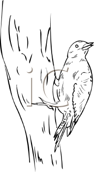 Bird Clipart