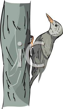 Bird Clipart