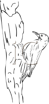 Bird Clipart