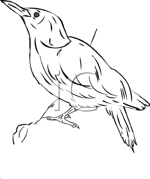 Bird Clipart