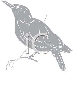 Bird Clipart