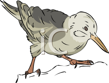 Bird Clipart