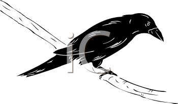 Bird Clipart