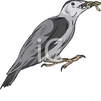 Bird Clipart