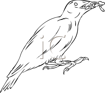 Bird Clipart