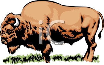 Buffalo Clipart