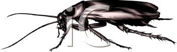 Insect Clipart