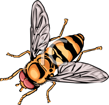 Insect Clipart