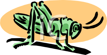 Insect Clipart