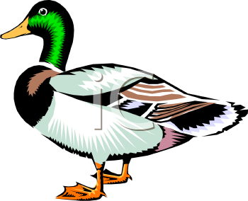 Bird Clipart