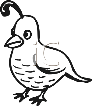 Bird Clipart