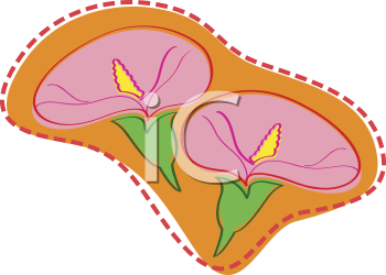 Flower Clipart