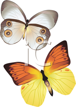 Insect Clipart