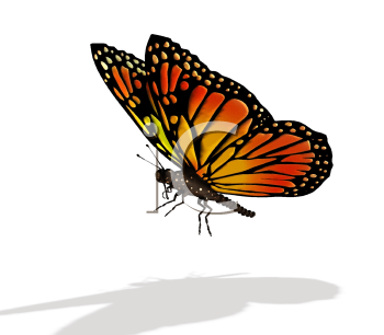 Insect Clipart