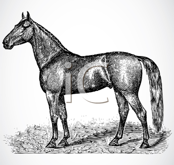 Horse Clipart