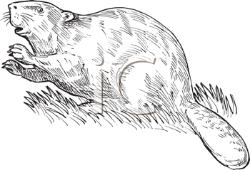 Rodent Clipart