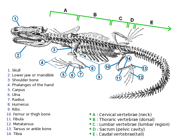 Free Crocodile Clipart