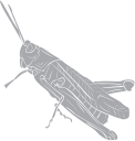 Insect Clipart