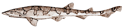Free Cat Shark Clipart