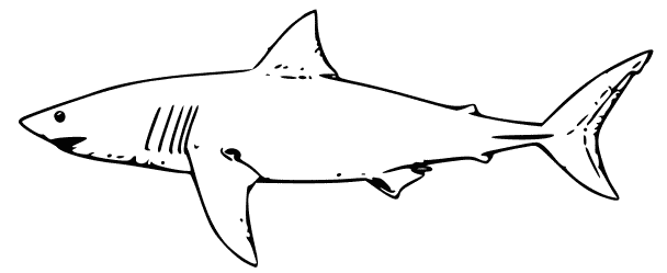 Free Black and White Shark Clipart